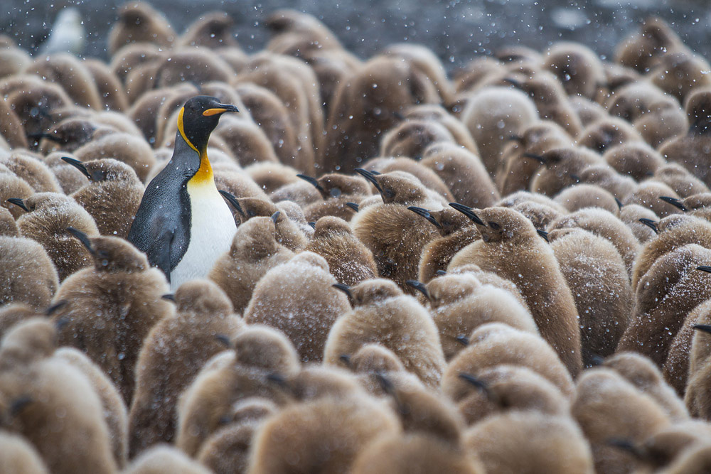 Фотография: Страждующим пингвинов посвящается №13 - BigPicture.ru