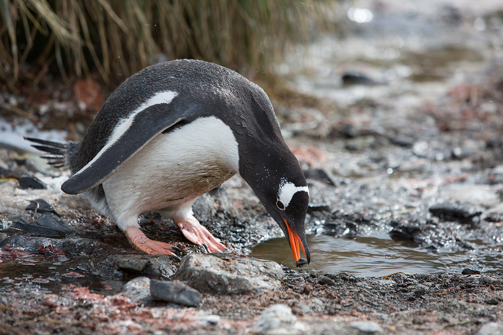 Фотография: Страждующим пингвинов посвящается №16 - BigPicture.ru
