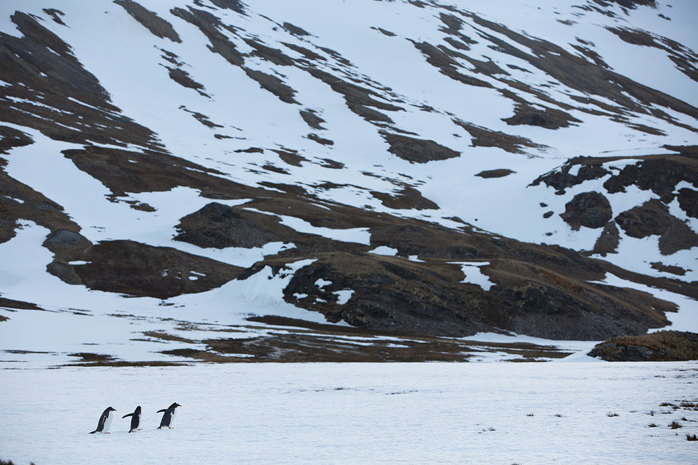 Фотография: Страждующим пингвинов посвящается №18 - BigPicture.ru