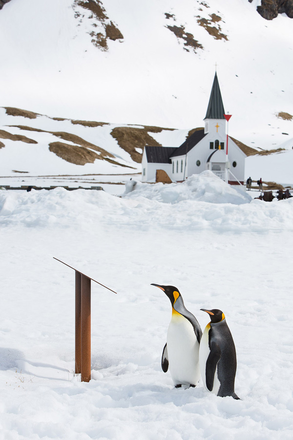 Фотография: Страждующим пингвинов посвящается №19 - BigPicture.ru