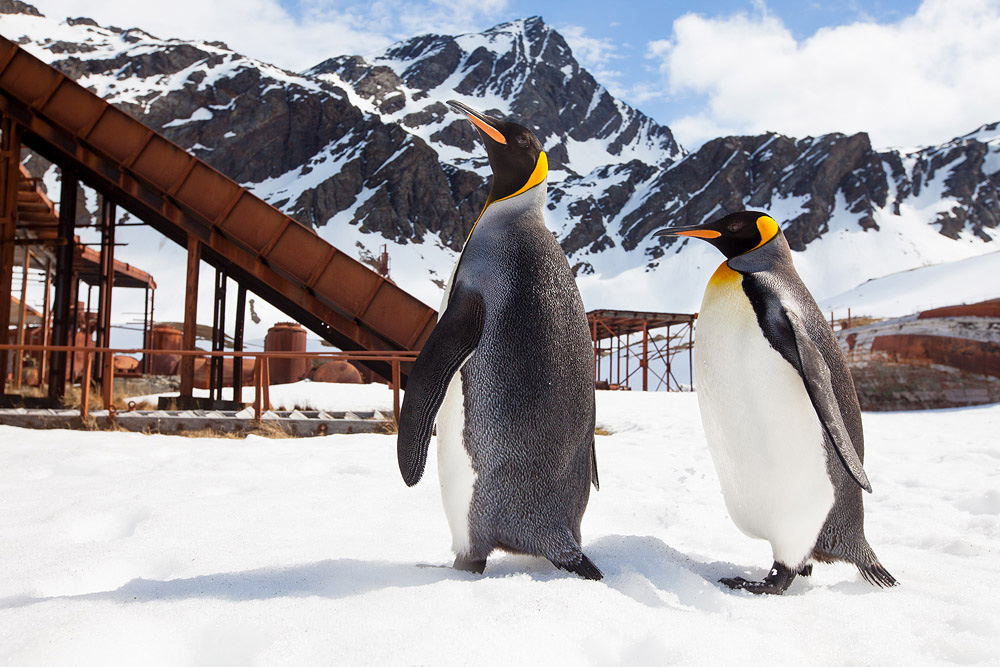 Фотография: Страждующим пингвинов посвящается №3 - BigPicture.ru