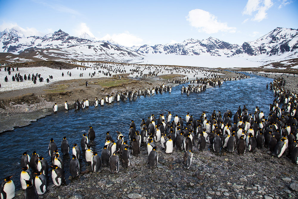 Фотография: Страждующим пингвинов посвящается №21 - BigPicture.ru