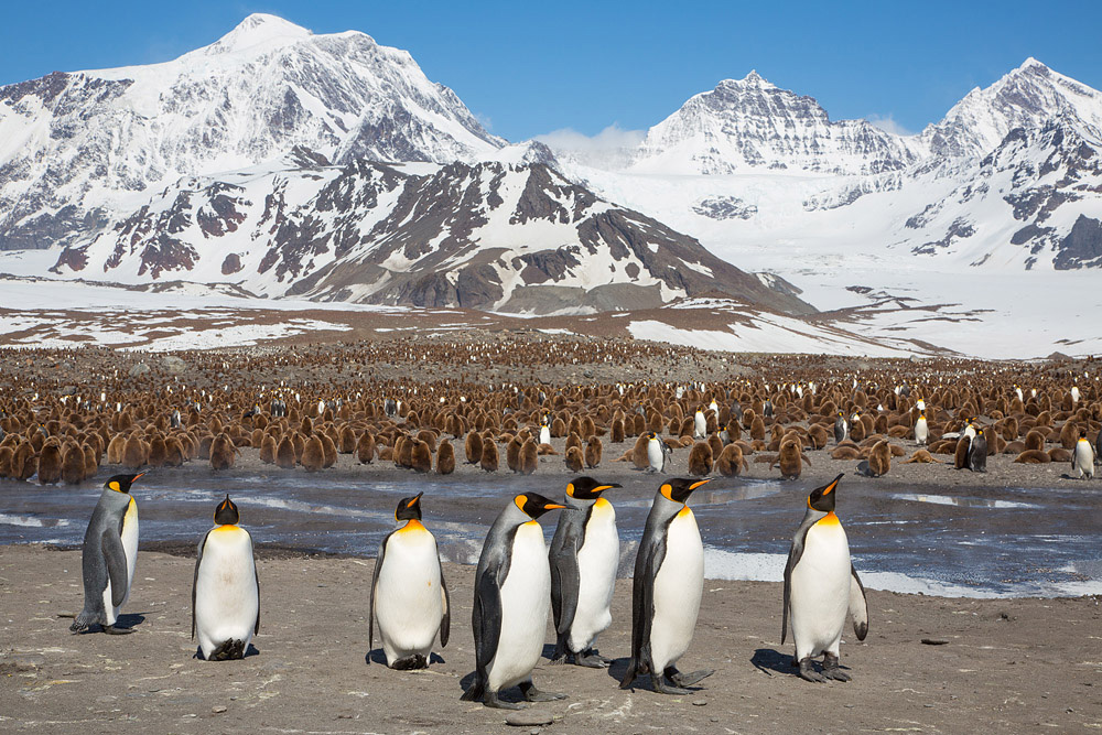 Фотография: Страждующим пингвинов посвящается №23 - BigPicture.ru
