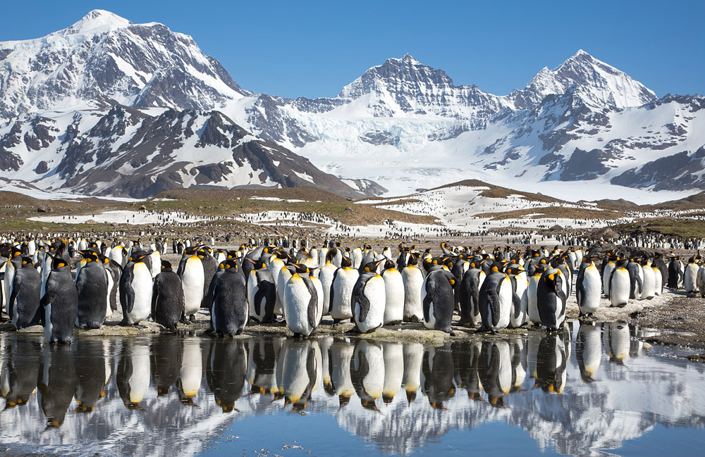 Фотография: Страждующим пингвинов посвящается №27 - BigPicture.ru