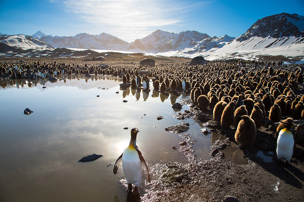 Фотография: Страждующим пингвинов посвящается №28 - BigPicture.ru