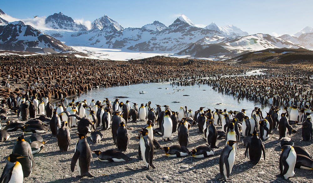 Фотография: Страждующим пингвинов посвящается №29 - BigPicture.ru