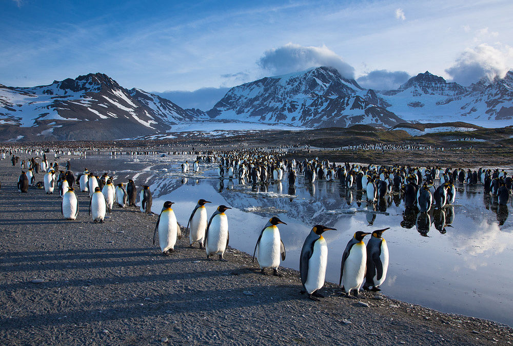 Фотография: Страждующим пингвинов посвящается №30 - BigPicture.ru
