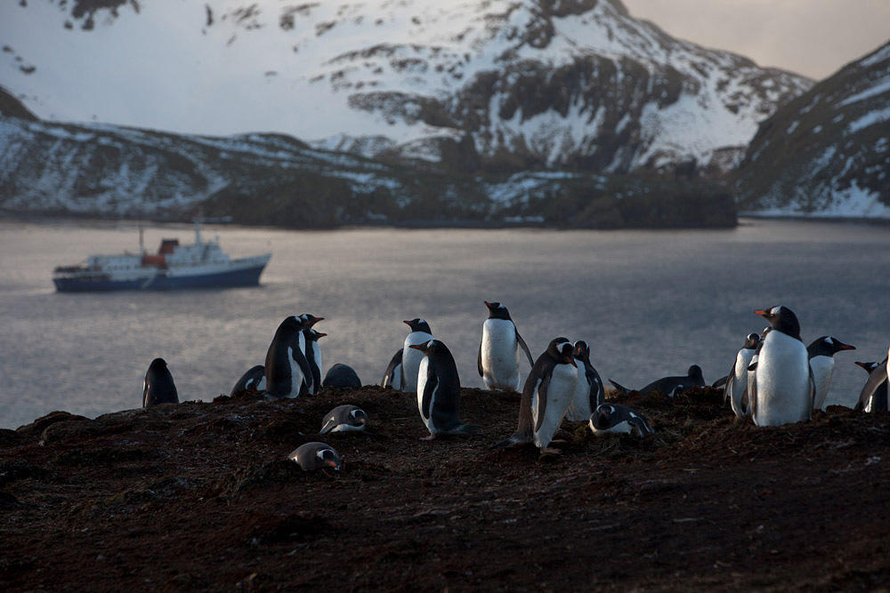 Фотография: Страждующим пингвинов посвящается №4 - BigPicture.ru