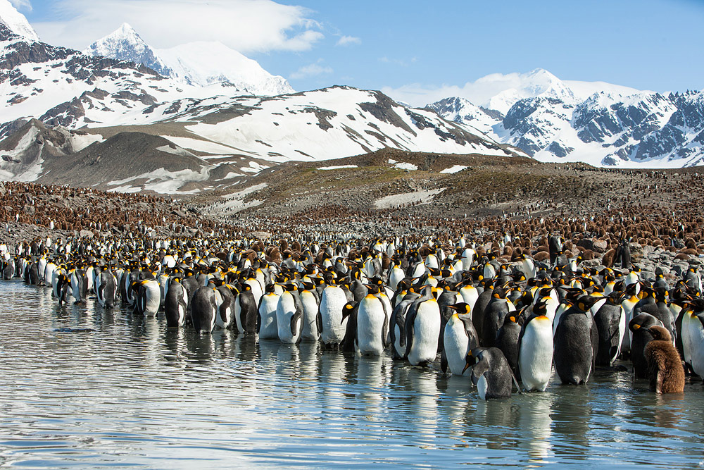 Фотография: Страждующим пингвинов посвящается №5 - BigPicture.ru