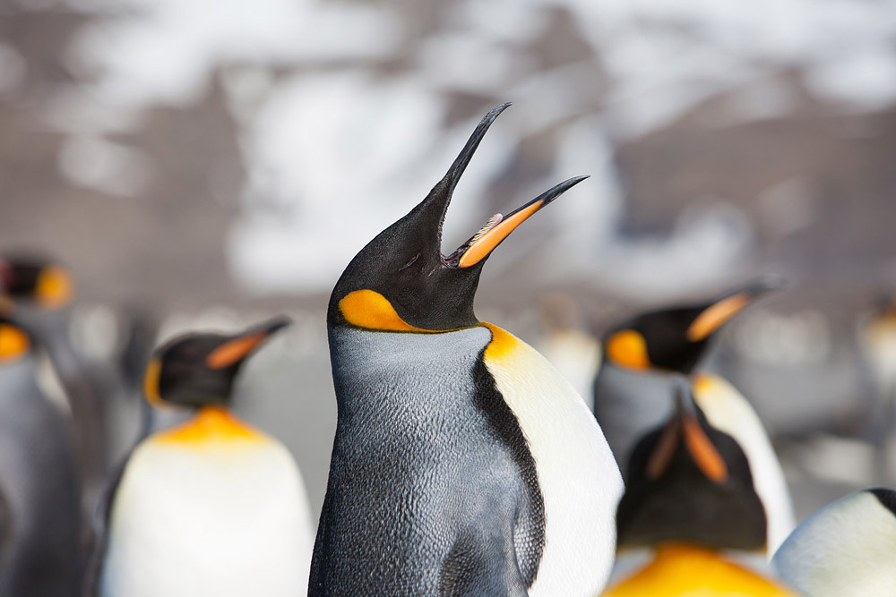Фотография: Страждующим пингвинов посвящается №7 - BigPicture.ru