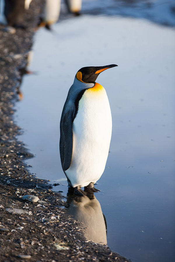 Фотография: Страждующим пингвинов посвящается №8 - BigPicture.ru