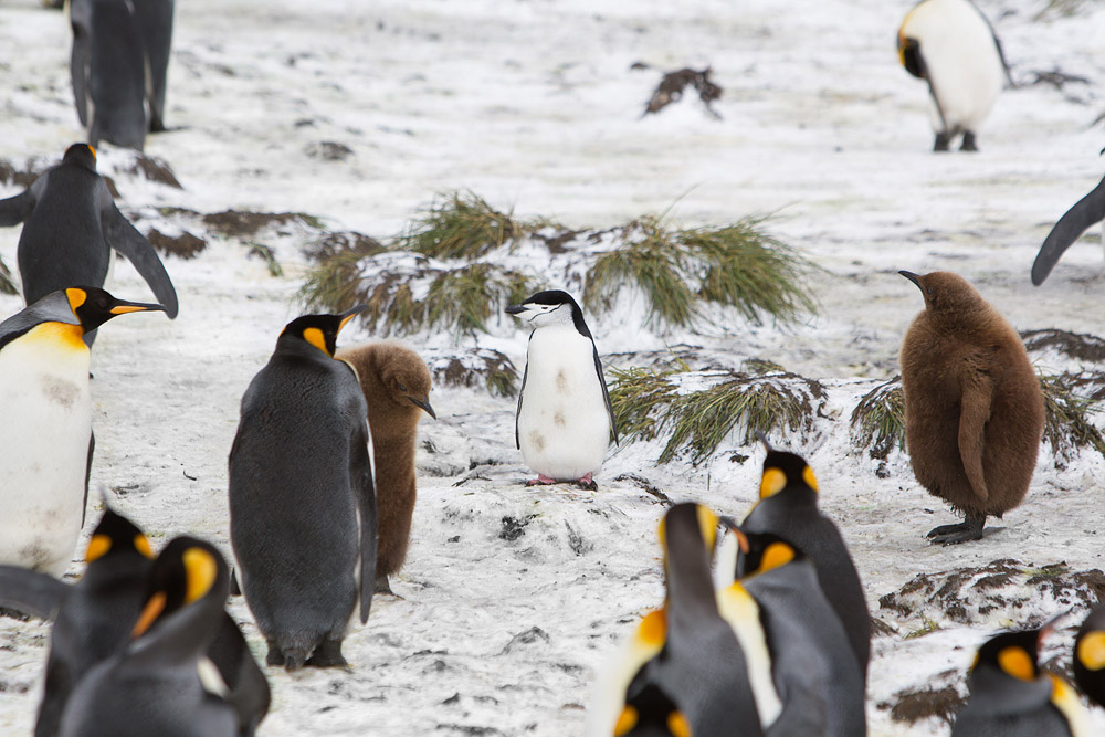 Фотография: Страждующим пингвинов посвящается №9 - BigPicture.ru