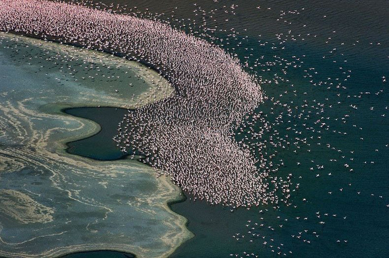Фотография: Тысячи розовых фламинго на озере Накуру №15 - BigPicture.ru