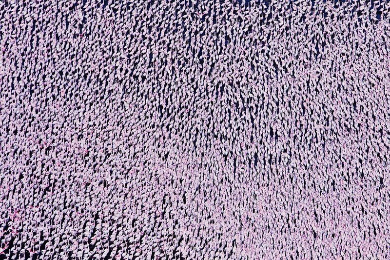 Фотография: Тысячи розовых фламинго на озере Накуру №16 - BigPicture.ru