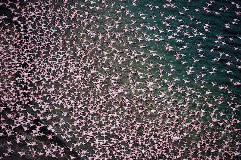 Фотография: Тысячи розовых фламинго на озере Накуру №17 - BigPicture.ru