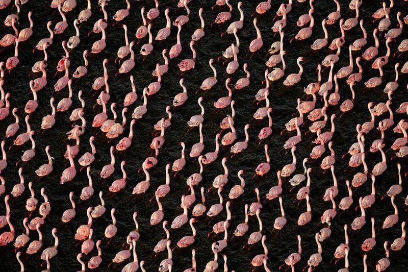 Фотография: Тысячи розовых фламинго на озере Накуру №4 - BigPicture.ru