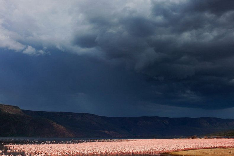 Фотография: Тысячи розовых фламинго на озере Накуру №8 - BigPicture.ru