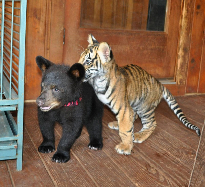 Фотография: Невероятная дружба трех хищников №3 - BigPicture.ru