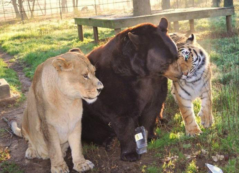 Фотография: Невероятная дружба трех хищников №8 - BigPicture.ru