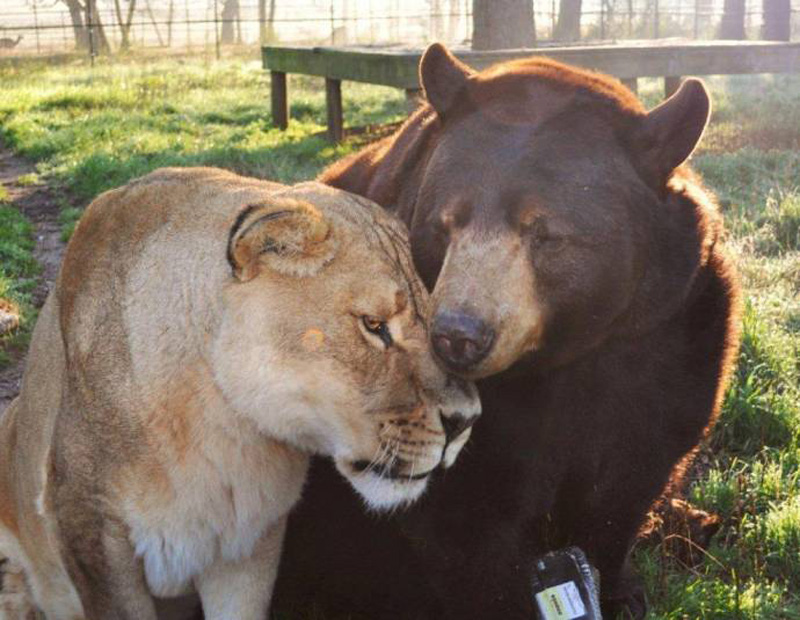 Фотография: Невероятная дружба трех хищников №10 - BigPicture.ru