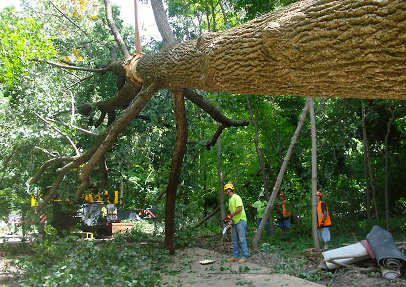 Фотография: Качели из 30-метрового дерева №11 - BigPicture.ru