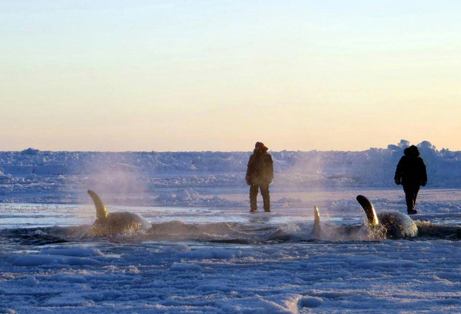 Фотография: Косатки попали в ледяную ловушку №3 - BigPicture.ru