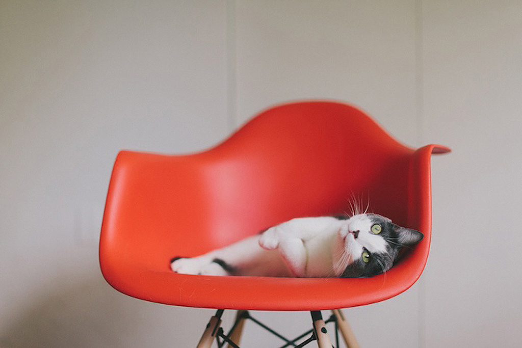 Фотография: Кошки любят дизайнерскую мебель №2 - BigPicture.ru