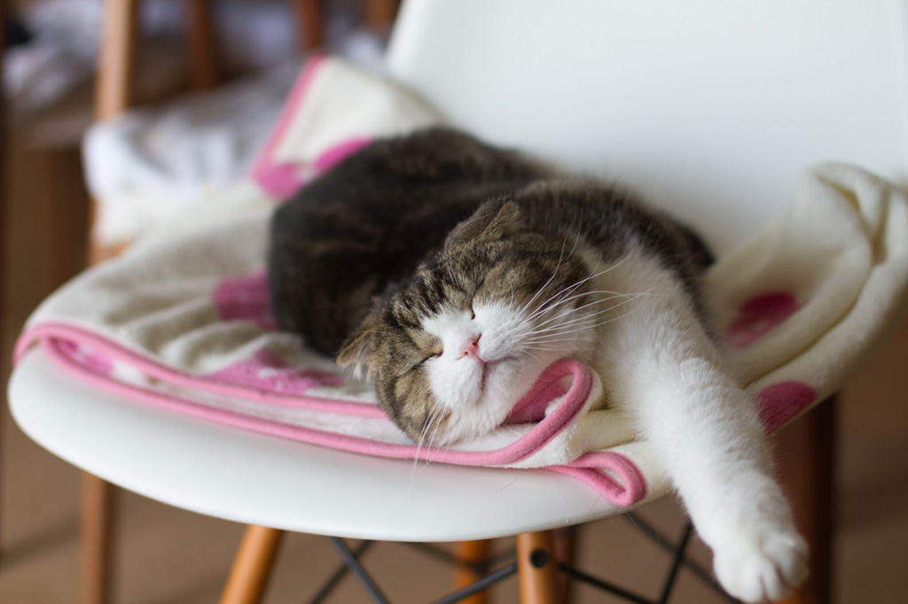 Фотография: Кошки любят дизайнерскую мебель №3 - BigPicture.ru