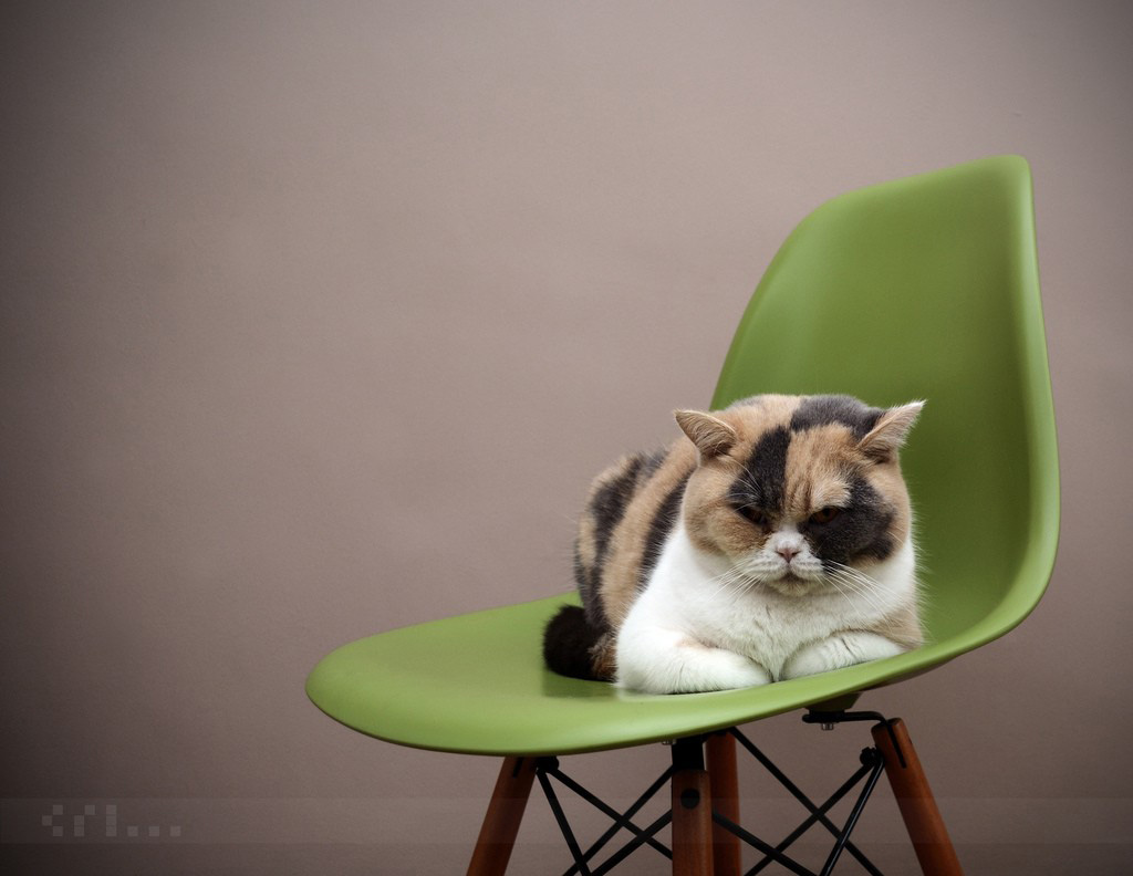 Фотография: Кошки любят дизайнерскую мебель №4 - BigPicture.ru