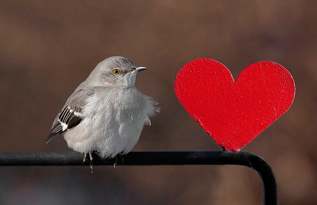 Фотография: Ко дню Святого Валентина: Сердца, всюду сердца! №33 - BigPicture.ru