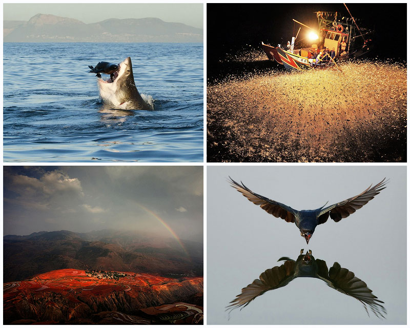 Фотоконкурс от National Geographic 2012 — продолжение