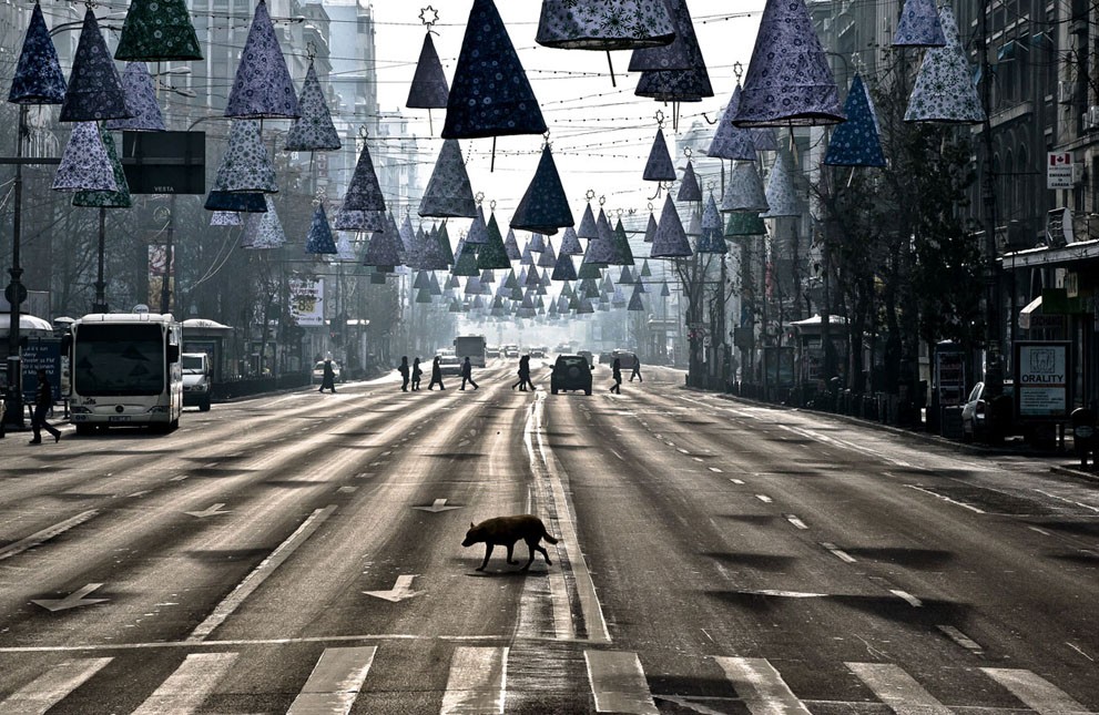 Фотография: Животные в новостях №8 - BigPicture.ru