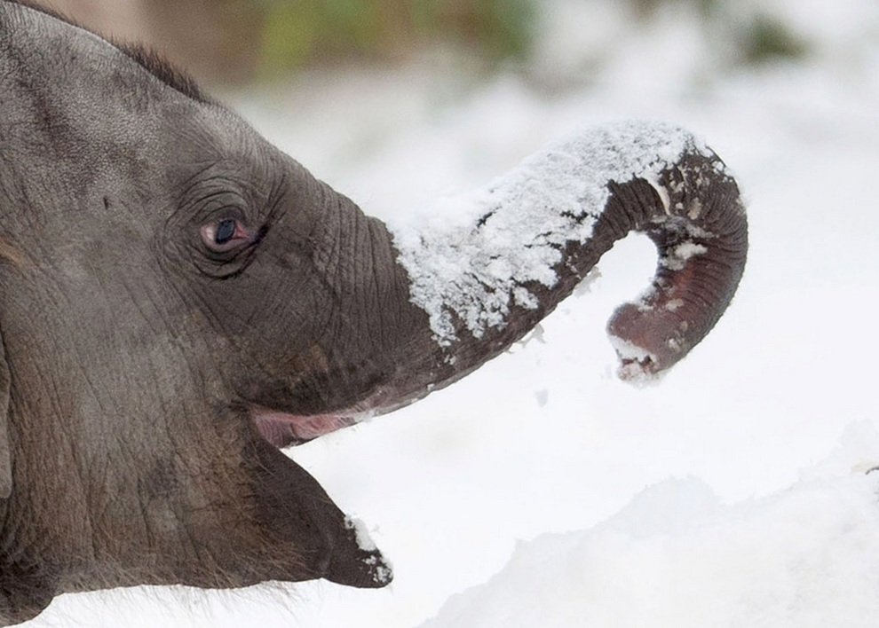 Фотография: Берлинский слонёнок в восторге от снега №2 - BigPicture.ru