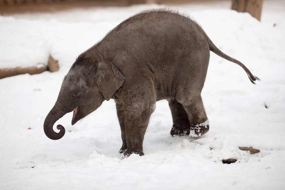 Фотография: Берлинский слонёнок в восторге от снега №4 - BigPicture.ru
