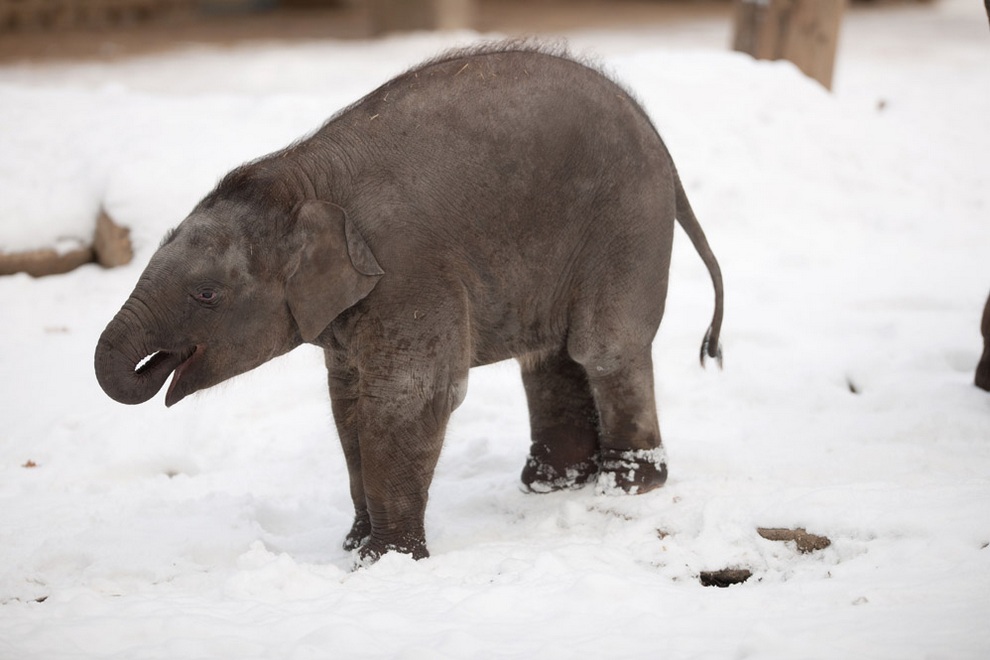 Фотография: Берлинский слонёнок в восторге от снега №5 - BigPicture.ru