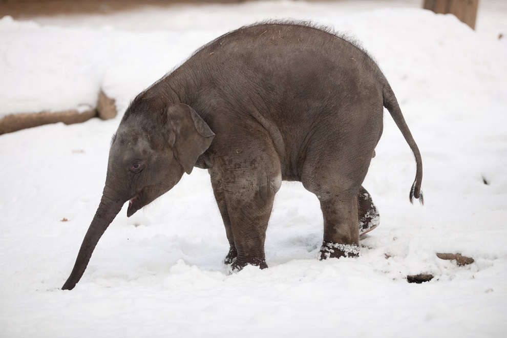 Фотография: Берлинский слонёнок в восторге от снега №6 - BigPicture.ru