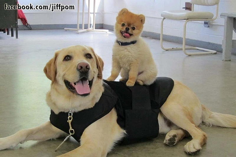 Фотография: Самая счастливая собака на свете №11 - BigPicture.ru