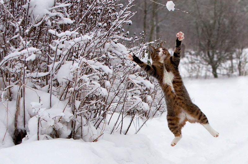Фотография: 16 лучших котов сезона №6 - BigPicture.ru