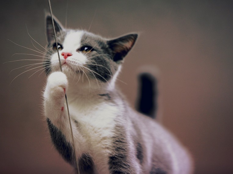 Фотография: 16 лучших котов сезона №11 - BigPicture.ru