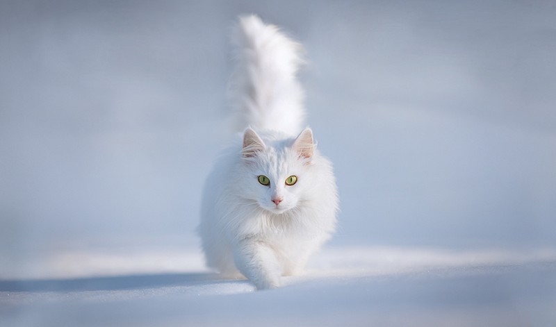 Фотография: 16 лучших котов сезона №17 - BigPicture.ru