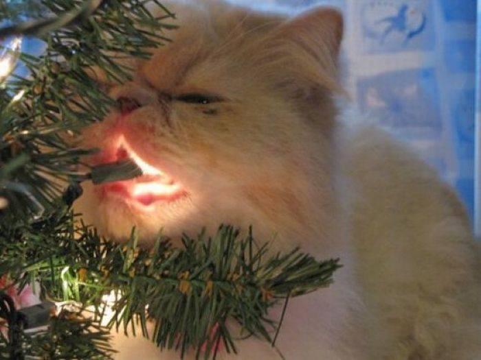 Фотография: А вы поставили елку для кота? №38 - BigPicture.ru