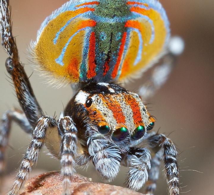 Фотография: Экзотический павлиний паук №12 - BigPicture.ru