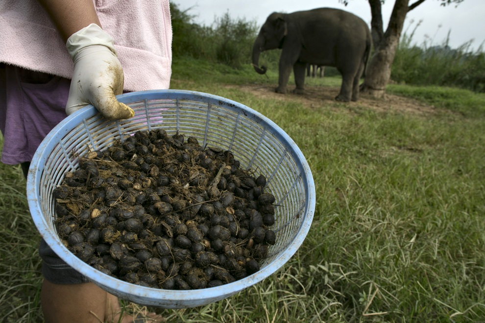 Фотография: Самый дорогой кофе в мире и его слоны-производители №21 - BigPicture.ru