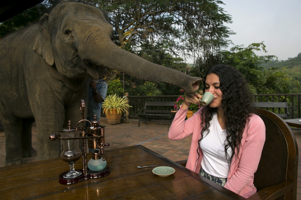 Фотография: Самый дорогой кофе в мире и его слоны-производители №23 - BigPicture.ru