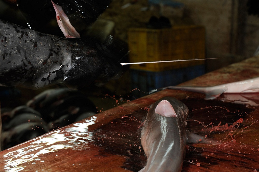 Фотография: Акулий промысел в Аравийском море №7 - BigPicture.ru