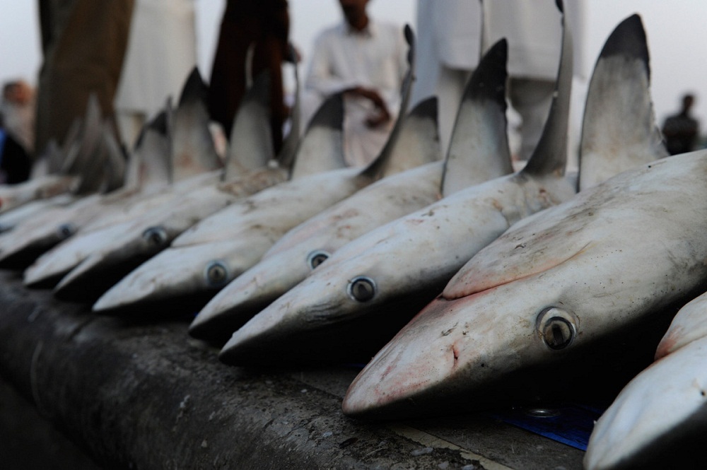Фотография: Акулий промысел в Аравийском море №9 - BigPicture.ru