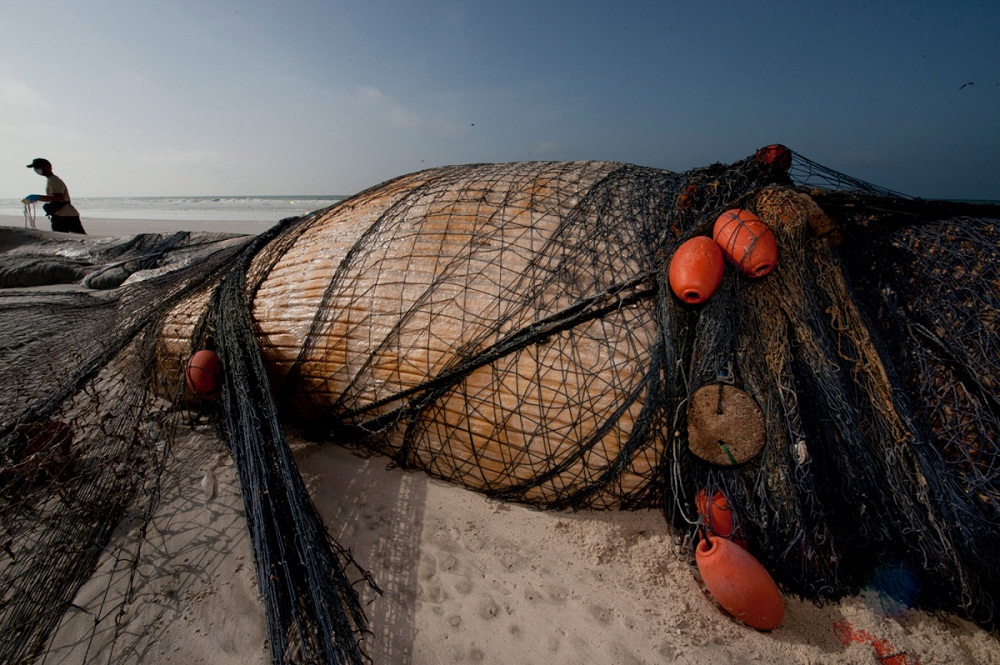 Фотография: Акулий промысел в Аравийском море №17 - BigPicture.ru