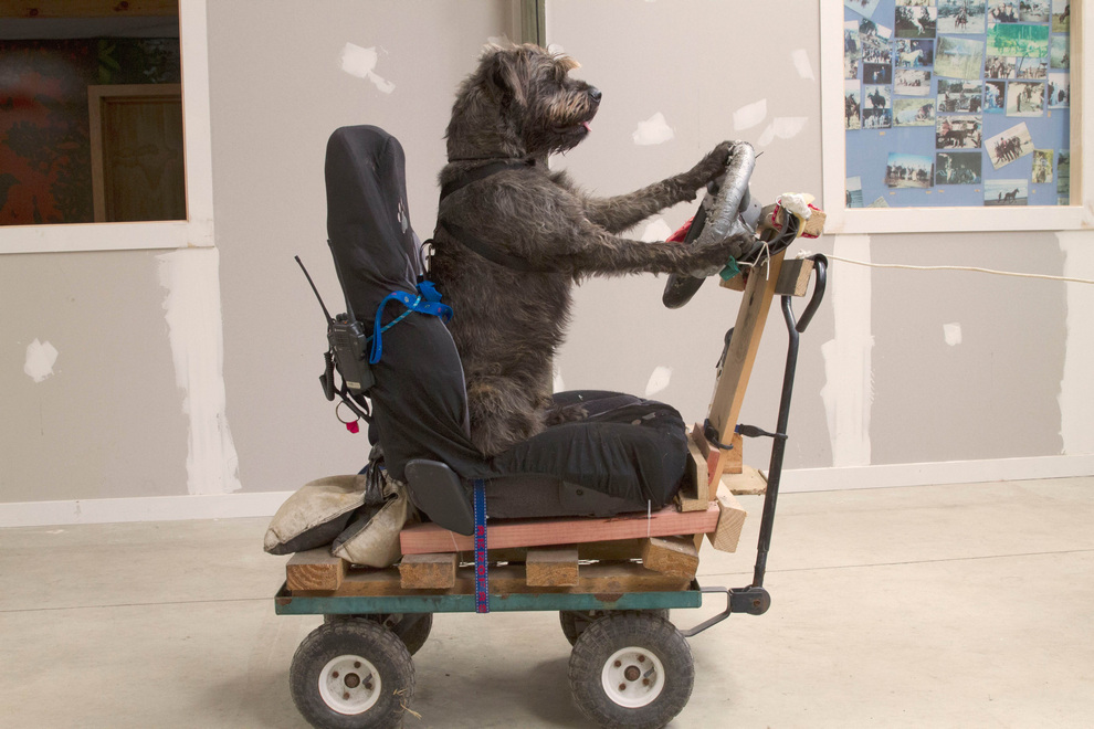 Фотография: В Новой Зеландии бездомные собаки научились водить автомобили №3 - BigPicture.ru