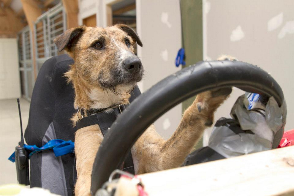 Фотография: В Новой Зеландии бездомные собаки научились водить автомобили №5 - BigPicture.ru