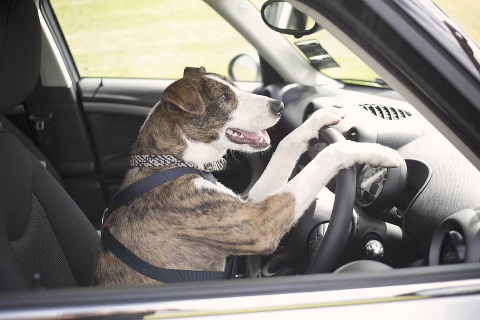 Фотография: В Новой Зеландии бездомные собаки научились водить автомобили №7 - BigPicture.ru